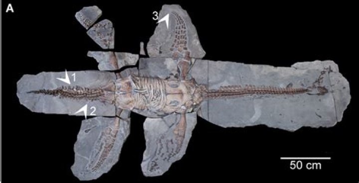 Has dinosaur tissue been found