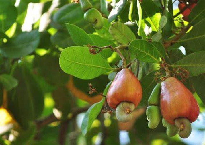 How are cashews produced