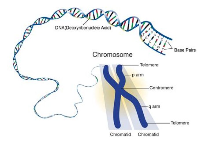 How are genes organized on a chromosome