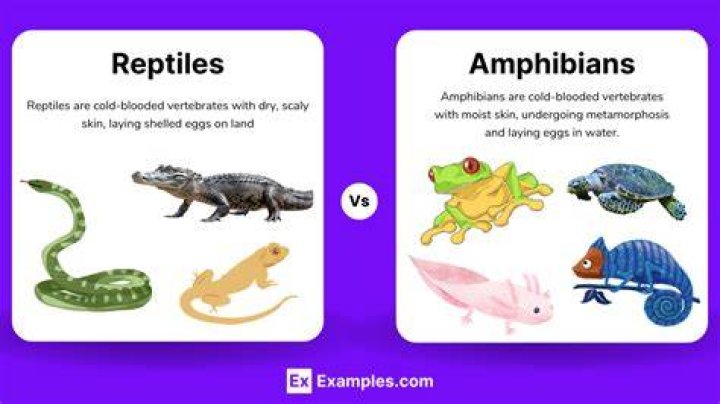 How are reptiles related to amphibians