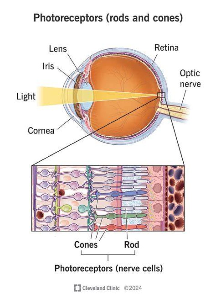 How are rods and cones different