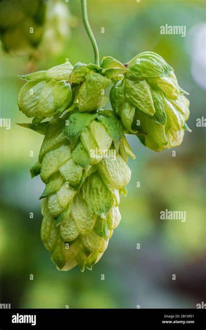 How big is a hop cone