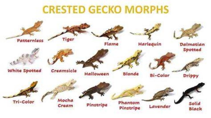 How did crested geckos get their name