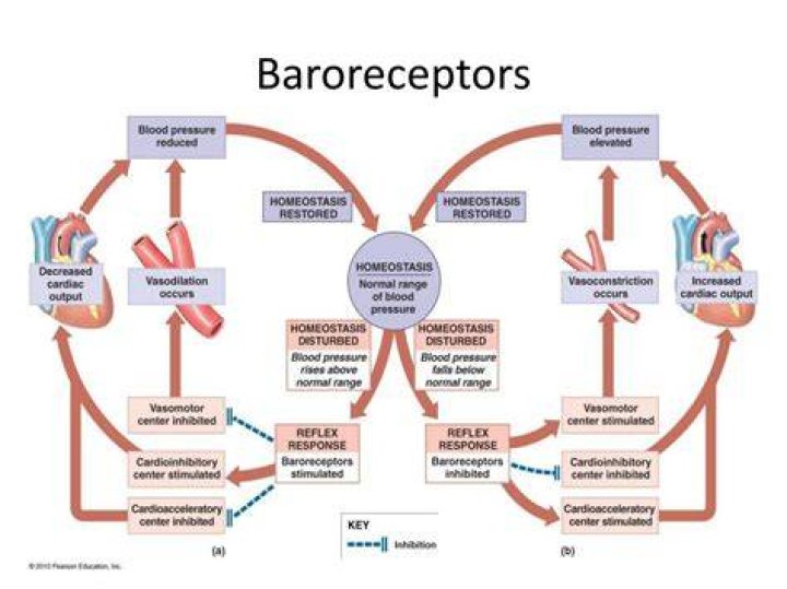 How do Baroreceptors respond to low blood pressure