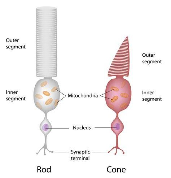 How do rods differ from cones with regard to their cellular shape and their function