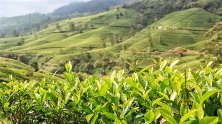 How do they grow tea