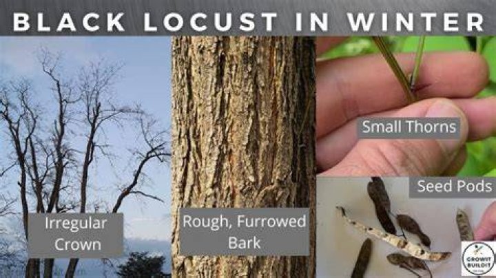 How do you identify black locust