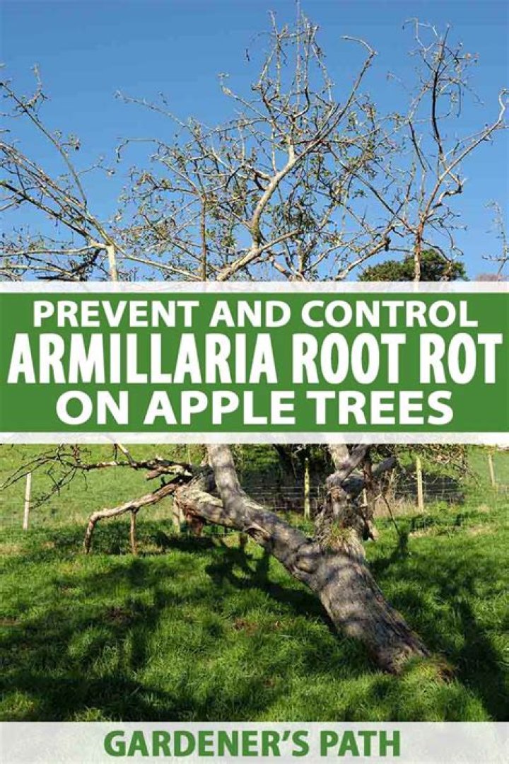 How do you treat root rot on apple trees