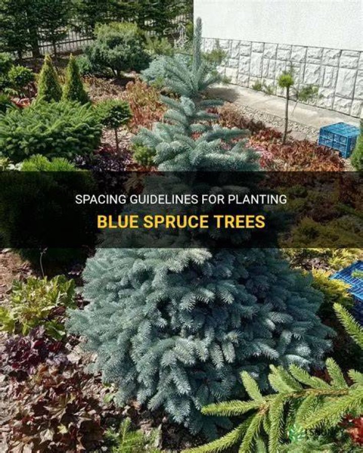 How far apart do you plant blue spruce trees