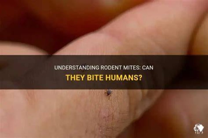 How long do rat mite bites last