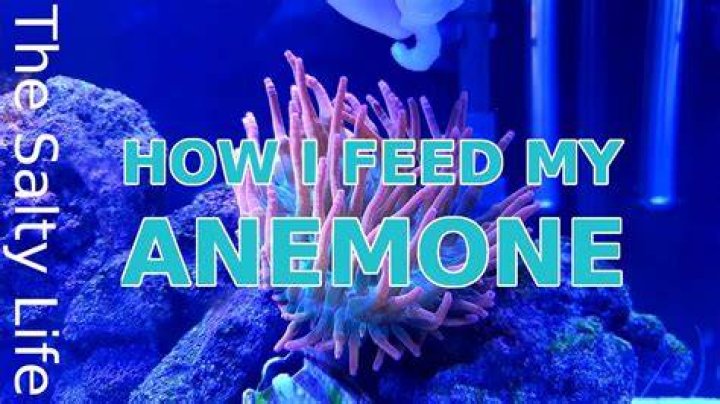 How often should I feed my anemone