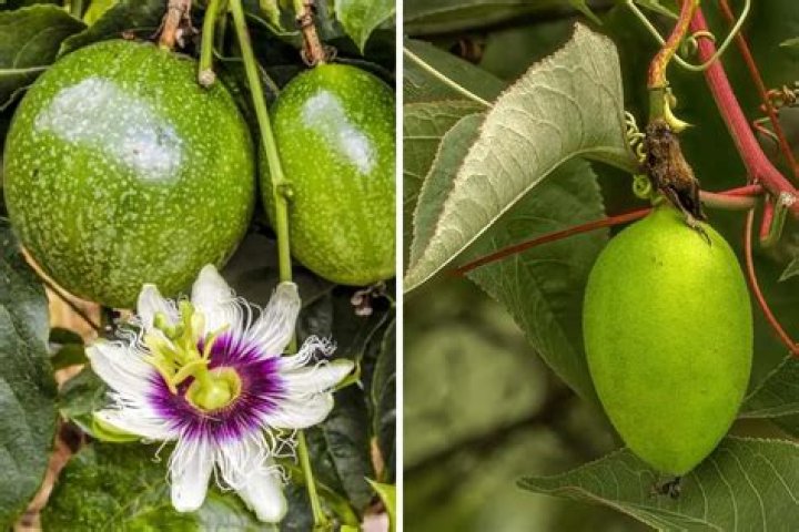 Is a maypop poisonous