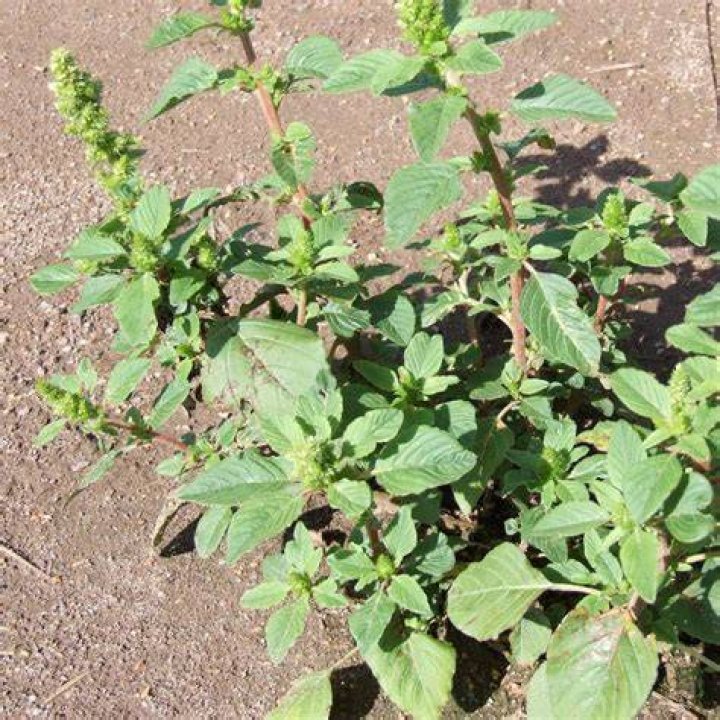 Is all pigweed edible
