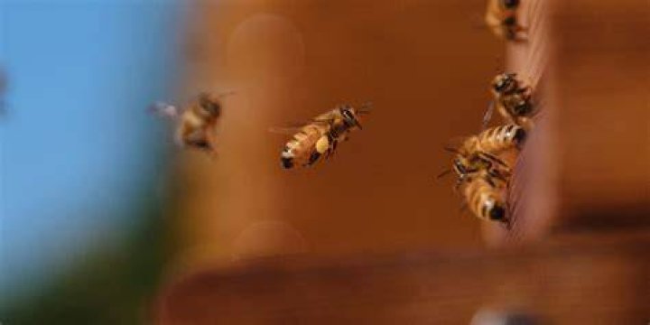 Is cedar bad for bees