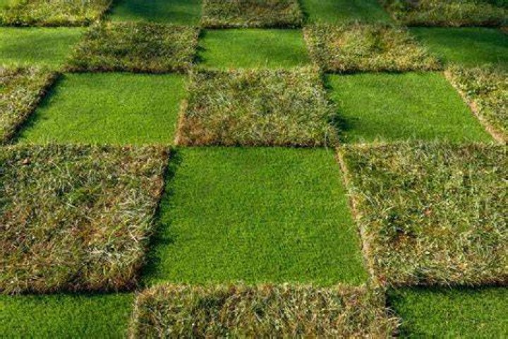 Is Grass a monoculture