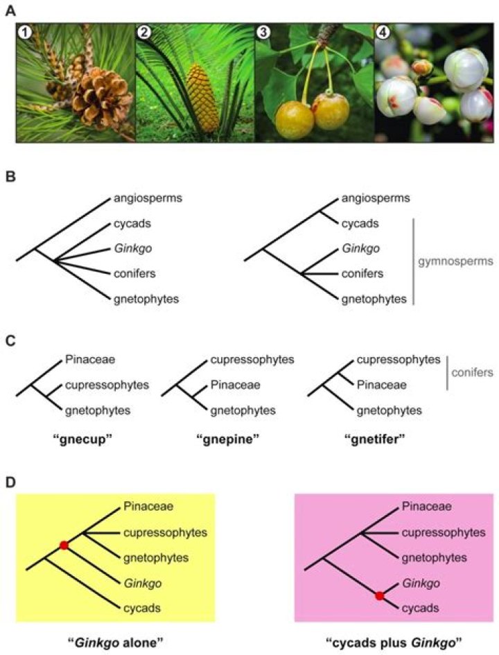 Is Gymnosperm a phylum