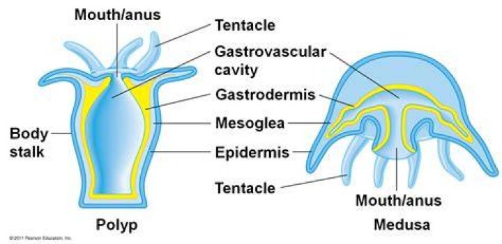 Is Hydra a polyp or medusa