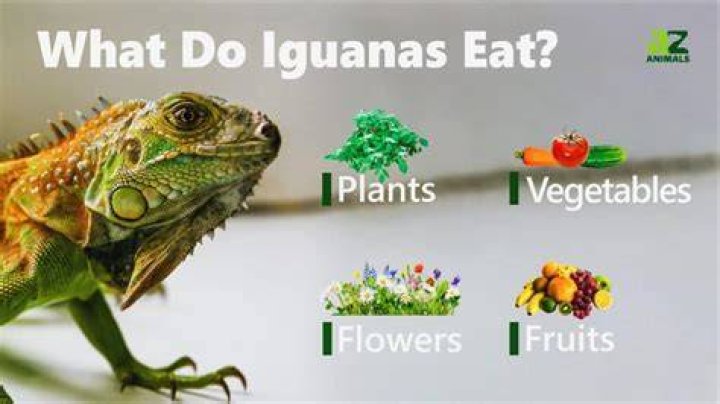 Is iguana good to eat