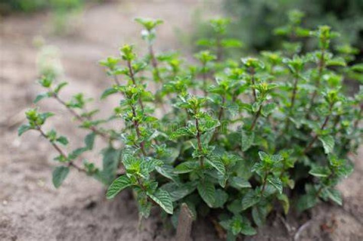 Is Mint a bush