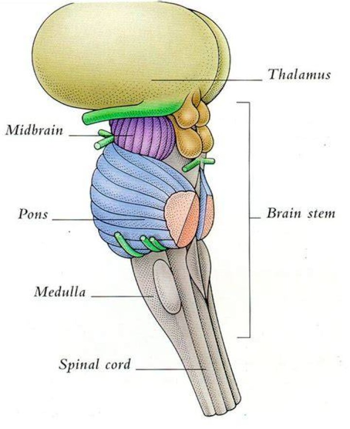 Is the thalamus part of the brain stem