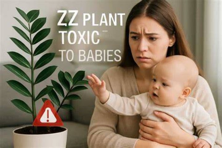 Is the ZZ plant toxic