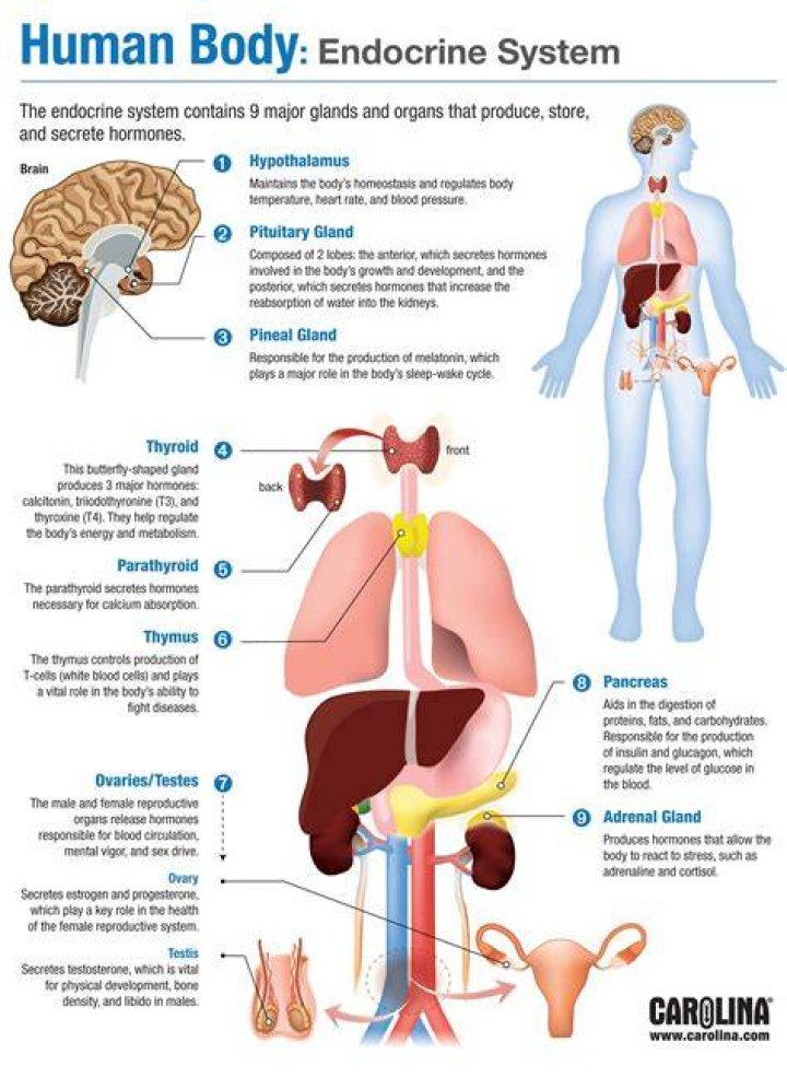 What are the 5 main functions of the endocrine system