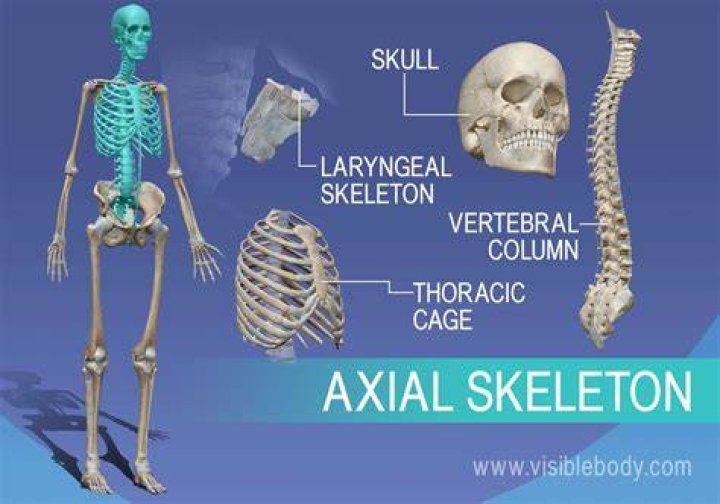 What are the parts and function of the axial skeleton
