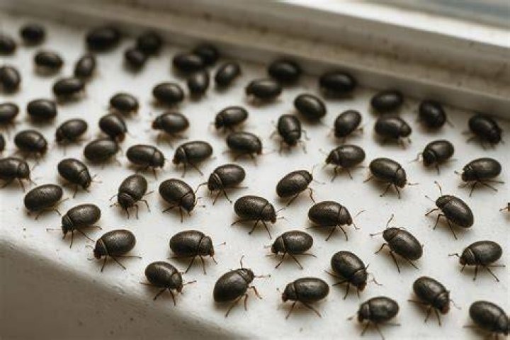 What are these little black bugs in my house