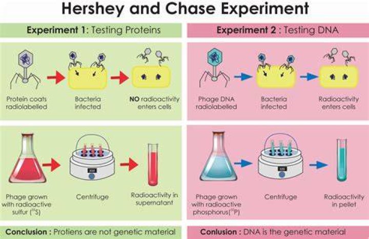 What did Hershey and Chase do in their experiment