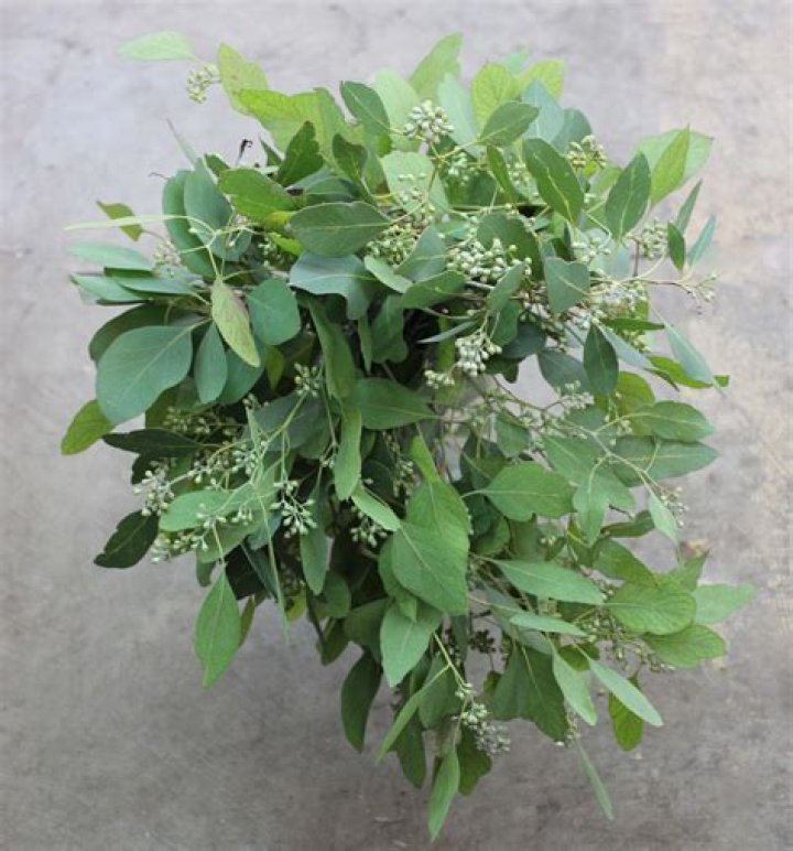 What does seeded eucalyptus look like