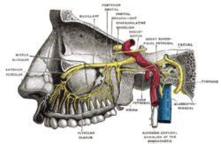 What does the deep petrosal nerve innervate