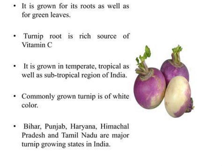 What family does the turnip belong to