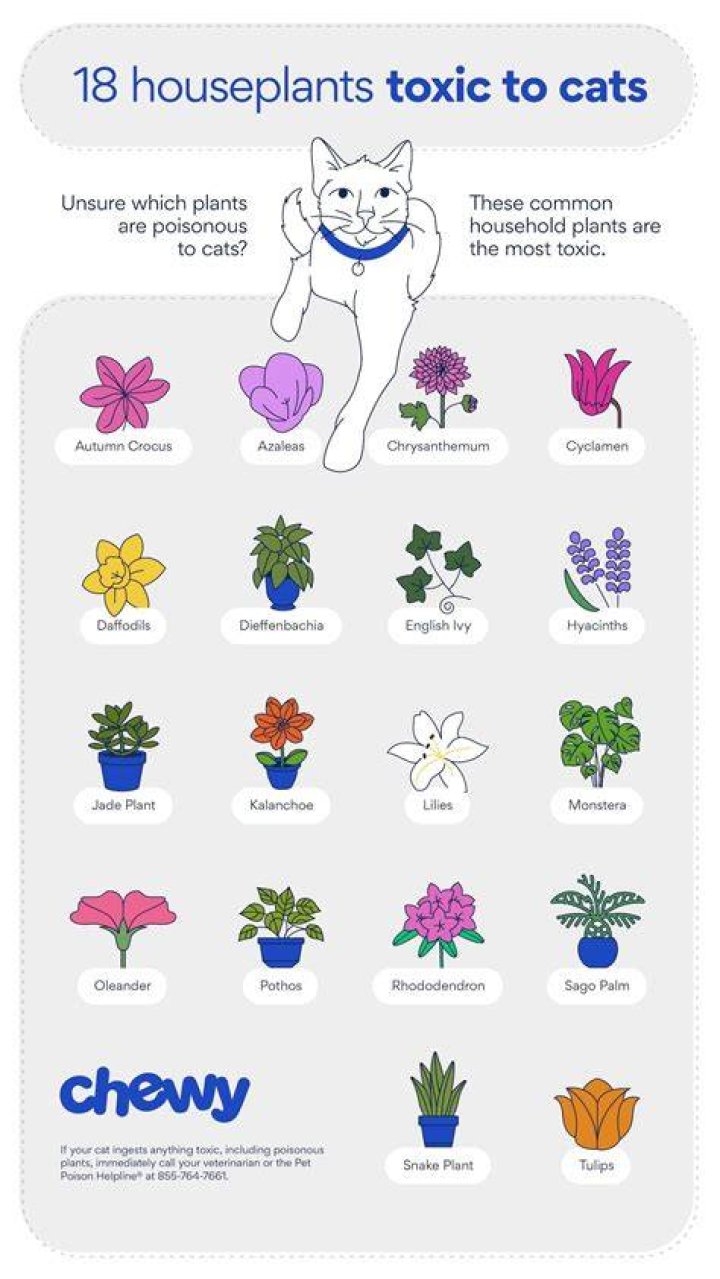 What flowers are poisonous for cats