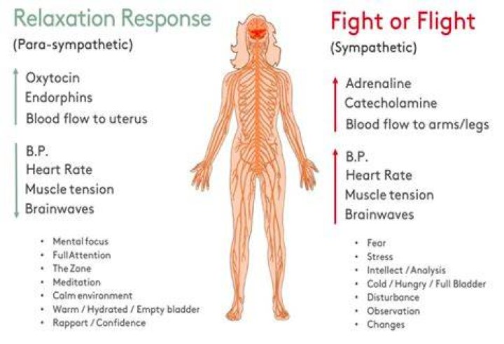 What happens in the body during a relaxation response