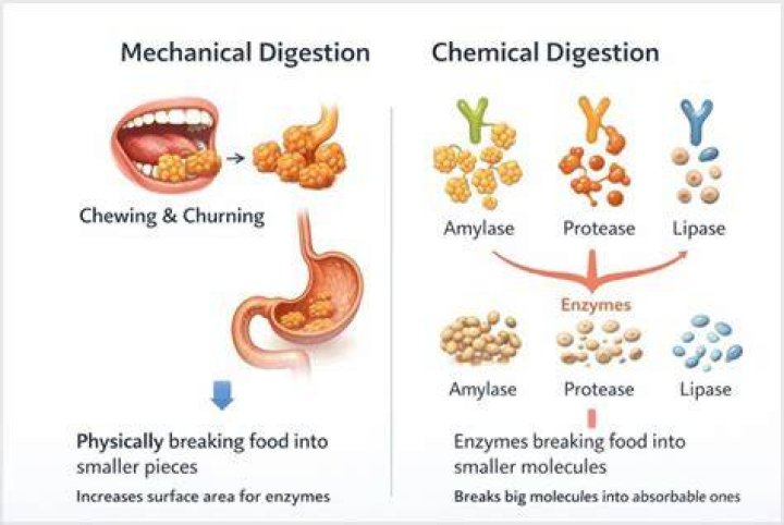 What happens to the structure of food molecules during digestion