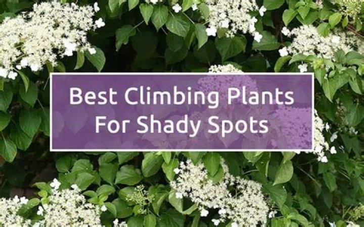 What is a good climbing plant for shade