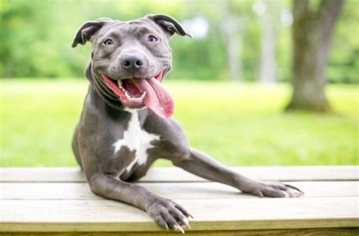 What is BSL pit bulls