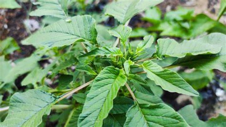 What is callaloo plant