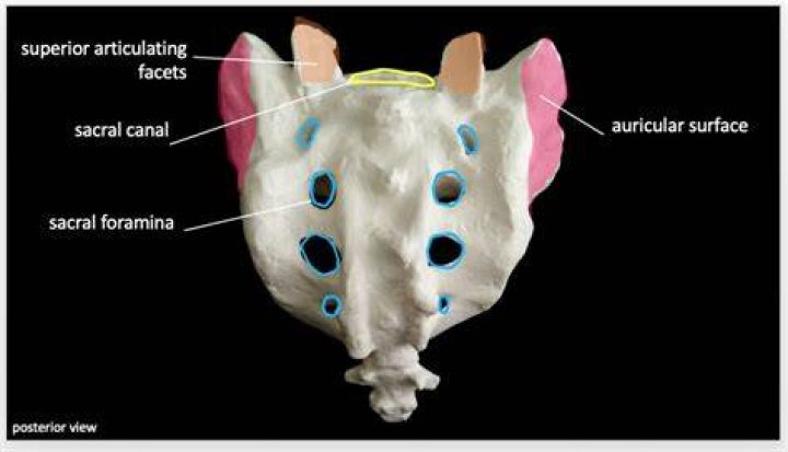 What is the auricular surface of sacrum