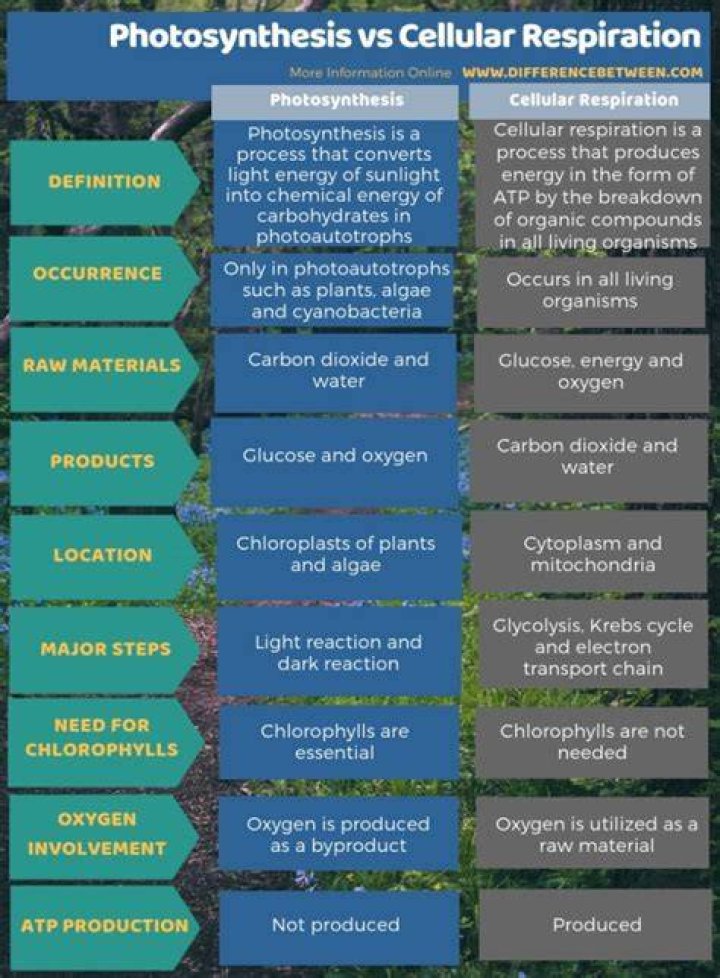 What is the difference between photosynthesis and cellular respiration