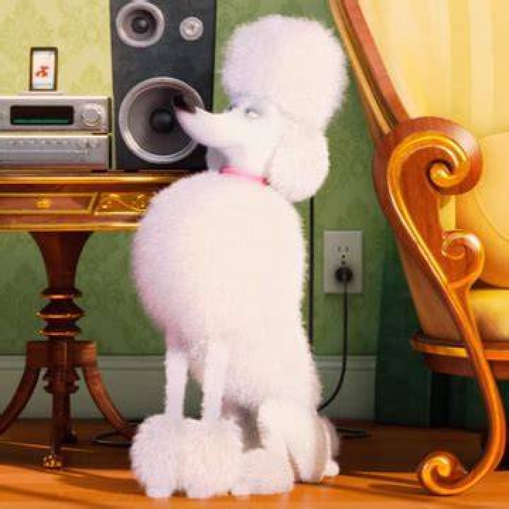 What is the poodles name in secret life of pets