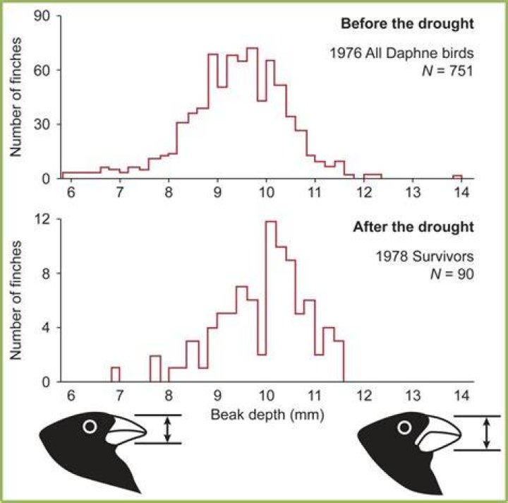 What is the range in beak depths in the population