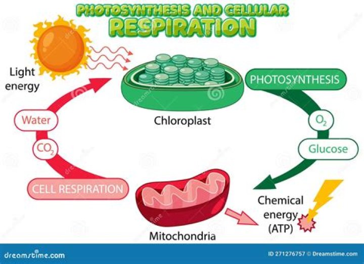 What is the relationship between photosynthesis and respiration in plants