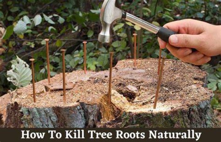 What kills trees fast