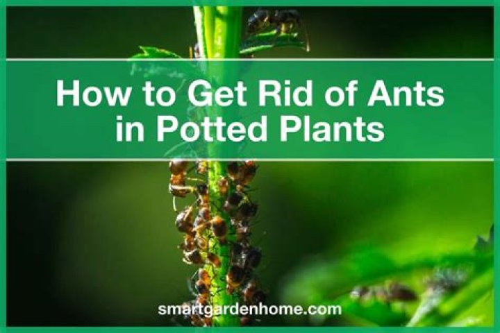 What kind of plants get rid of ants