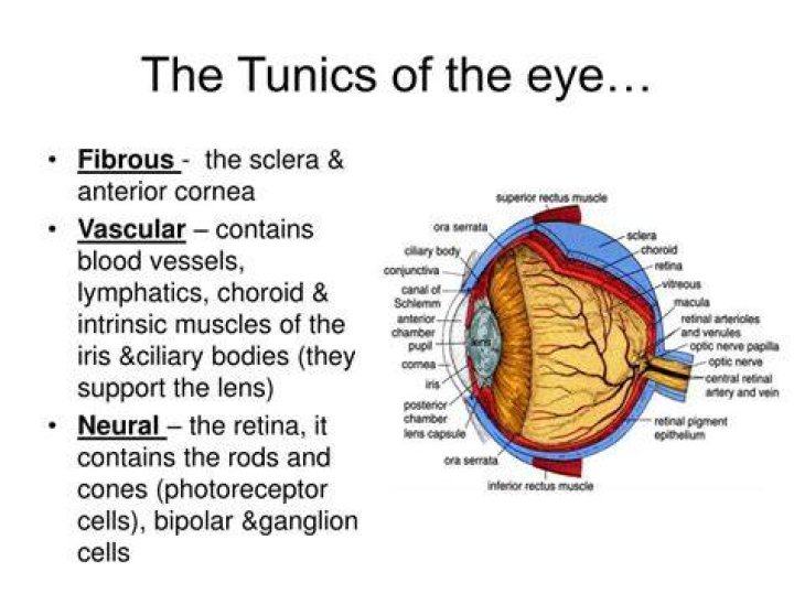 What makes up the sensory tunic
