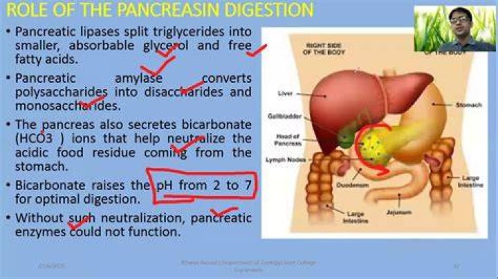 What role does the pancreas play in digestion