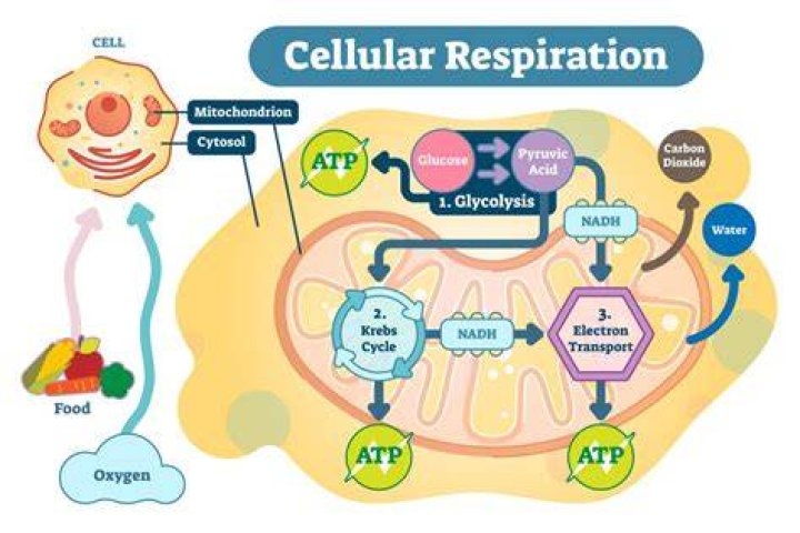 What type of cell does cellular respiration occur in