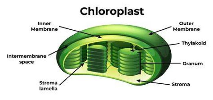 What would happen if an animal has chloroplasts