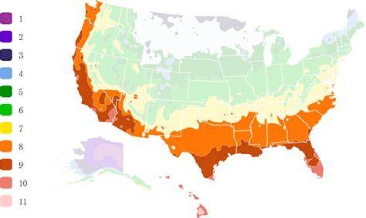 What zone do fig trees grow in